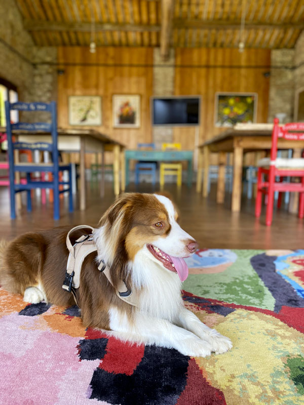 Galleria-Rosa-vecio-fienile--brisby-sedie-colorate