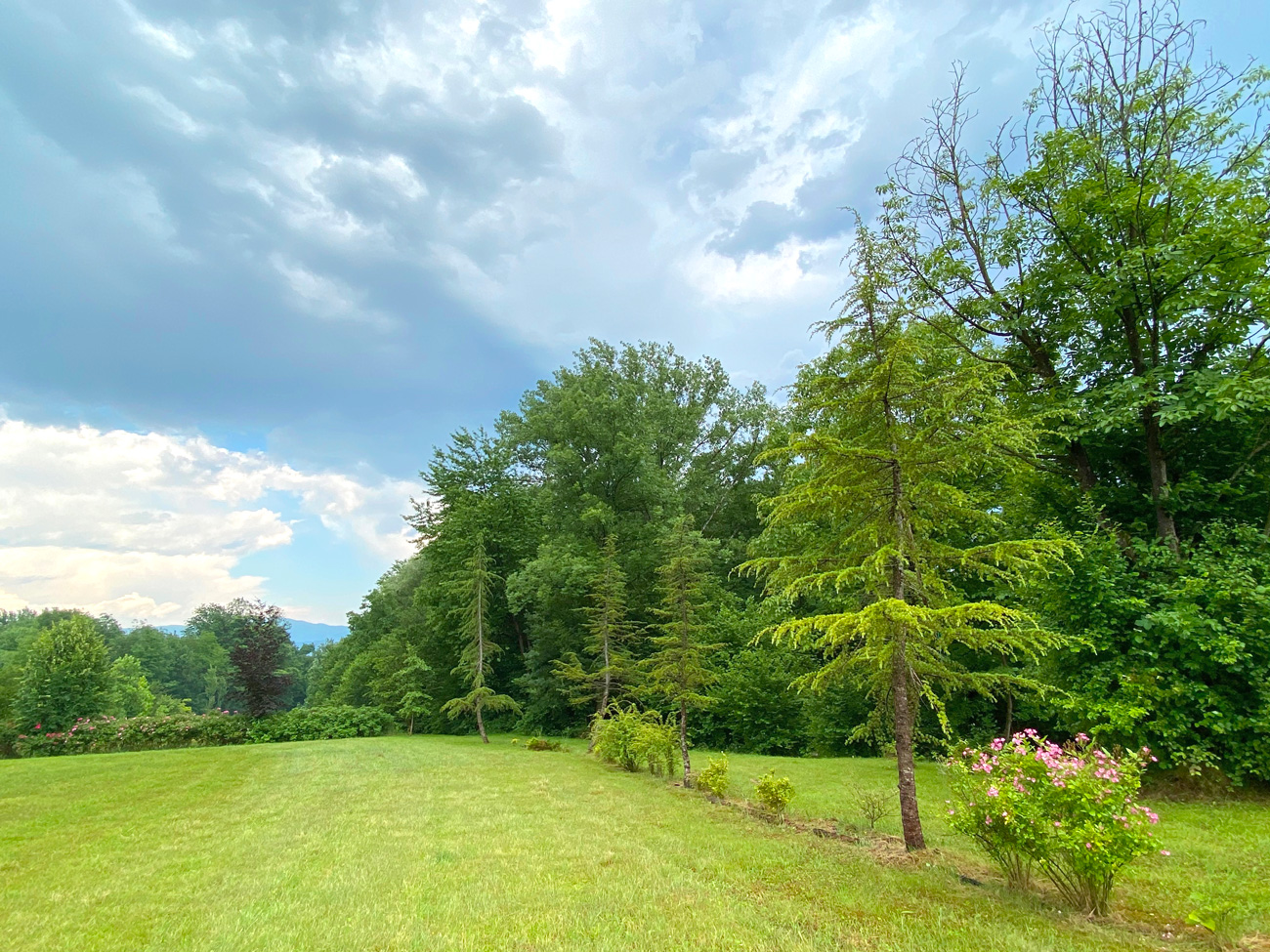 Viale degli alberi diversi