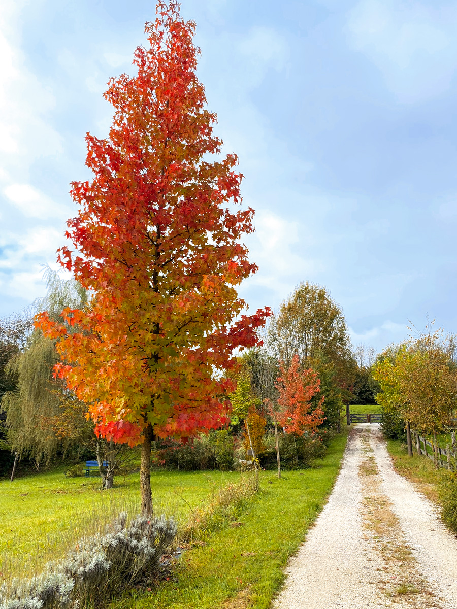 Viale degli alberi diversi