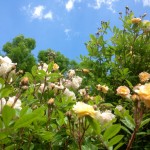 Fiori e cieli