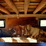 Cappella bovina
