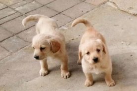 cuccioli trudi