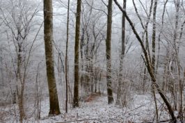 bosco innevato