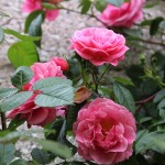 rose fienile 2