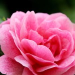 rose fienile 3