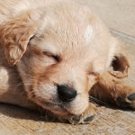 cucciolo relax-1024×680