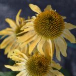 girasoli