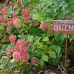 parco ortensie