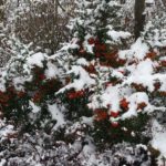 IMG-20160103-WA0007