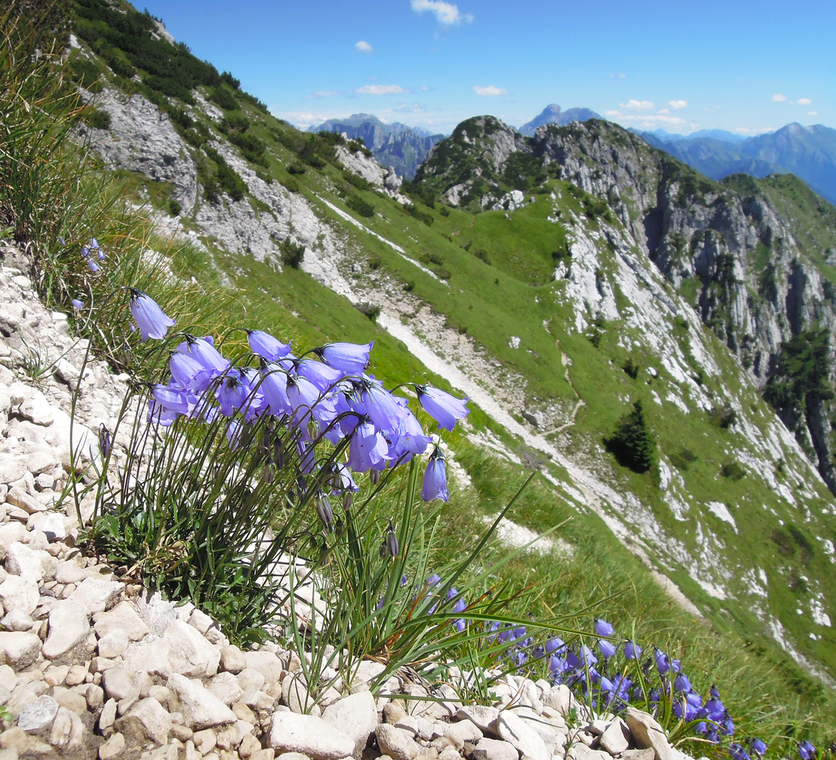 Pizzocco fiori selvatici