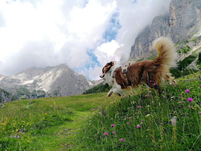 malga ombretta marmolada dolomiti