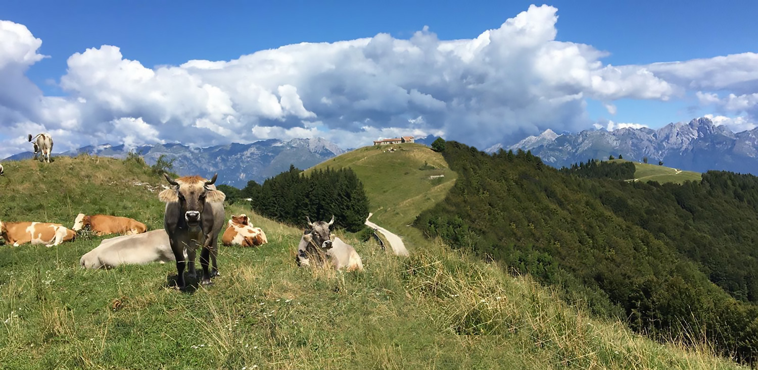 Mucche malga garda prealpi