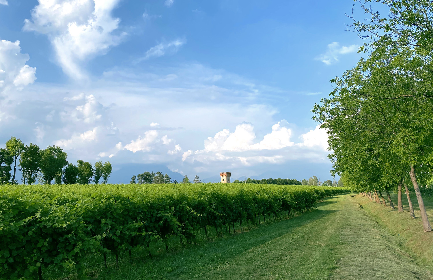 Vigneti a Casteldardo Valbelluna