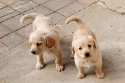 cuccioli trudi