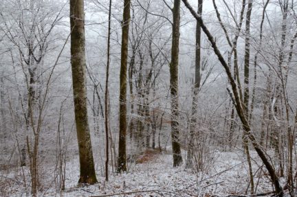 bosco innevato