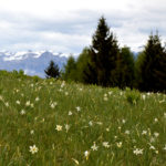 narcisi e dolomiti