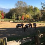 IMG-20171014-WA0019 (1)